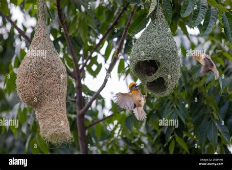 Baya Weaver Bird Building A Nest Stock Photo Alamy