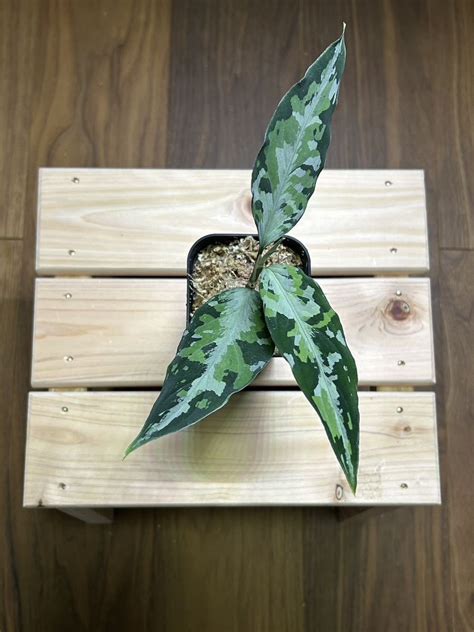 La J La Aglaonema Pictum Tricolor