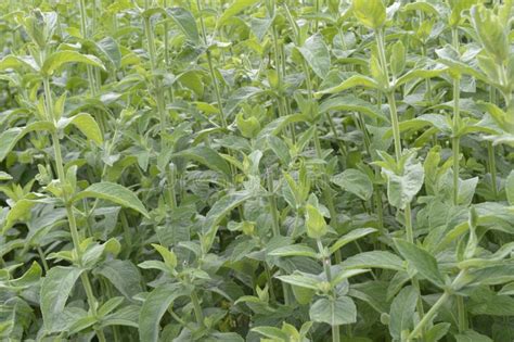 Field Mint Or Wild Mint Lat Mentha Arvensis Stock Photo Image Of