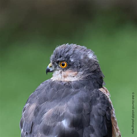 Sparrowhawk Portrait Garden Bob Hurrell Wildlife Flickr