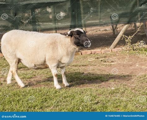 Dorper Black Headed Sheep Looking Right With Grass At Feet Stock Image