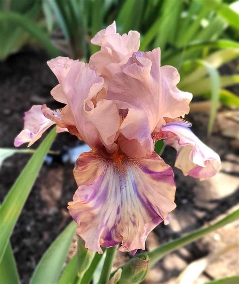 Photo Of The Bloom Of Border Bearded Iris Iris Pied Peach Posted By