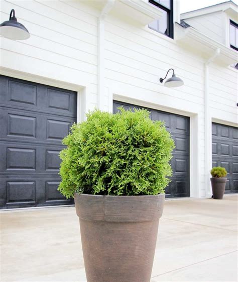 8 Best Shrubs and Trees for Containers - Plank and Pillow