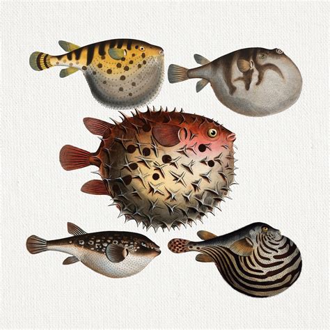 Globefish Clip Art Vintage Fish Printable California Globefish ...