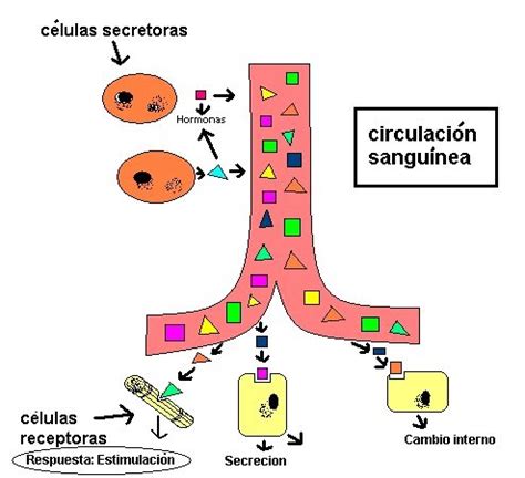 Diagrama Que Explica El Control Hormonal Hormonas Imagen