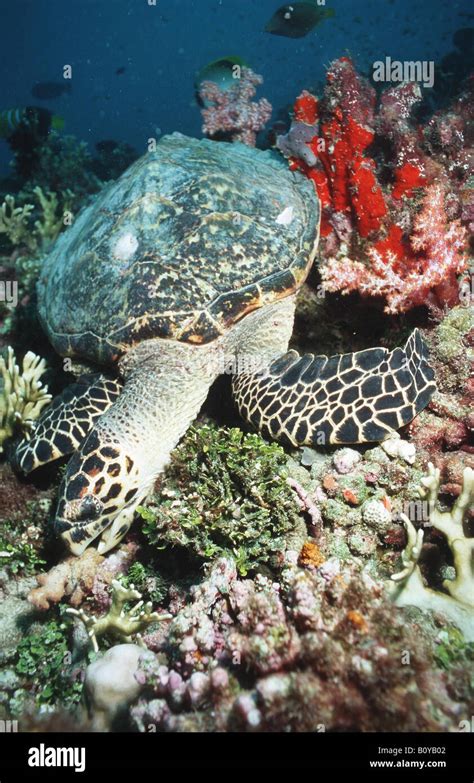 Hawksbill Turtle Hawksbill Sea Turtle Eretmochelys Imbricata Female