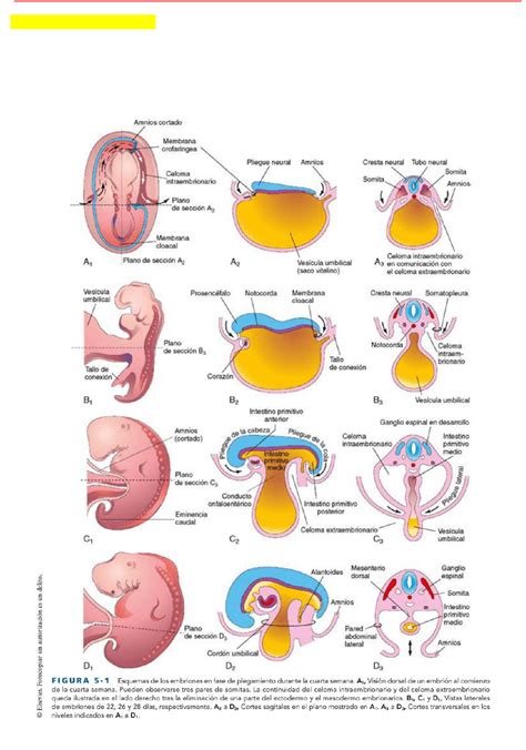 Resumen 15 Cuarta A Octava Semana De Desarrollo Embrionario Histología Embriología