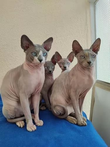 Gatitos Esfinge Sphynx Egipcios Gatos Sin Pelo 3193317117 En Venta