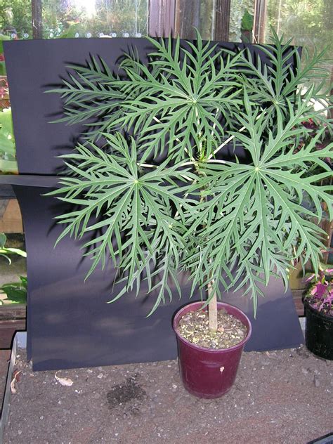 Florez Nursery Jatropha Multifida Coral Plant