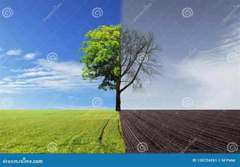 Paisaje Con Verde Calvo Del árbol Mitad Del Medio Imagen de archivo