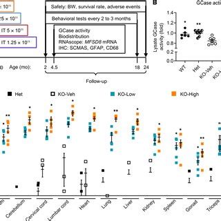 Experimental Design For In Vivo Efficacy Study GCase Activity In Mouse