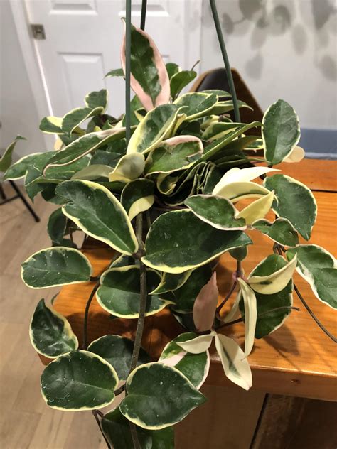 Love My Variegated Hoya Carnosa Rhouseplants