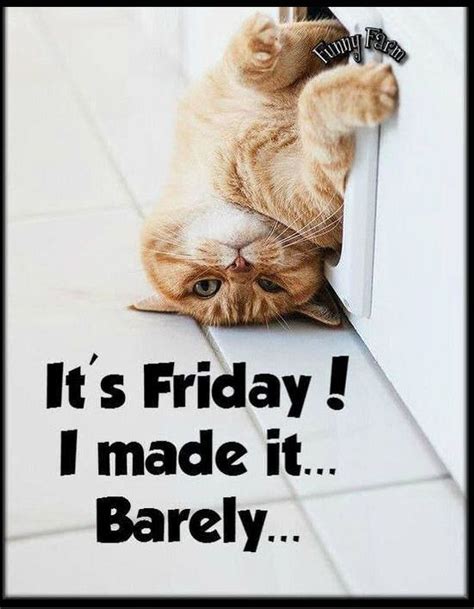 Its Friday I Barely Made It Funny Cat Pictures Funny Animal Jokes