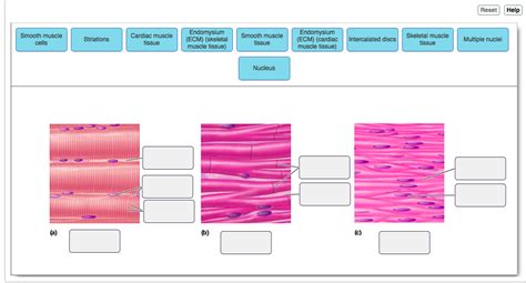 Solved Reset Help Smooth Muscle Cells Striations Cardiac Chegg