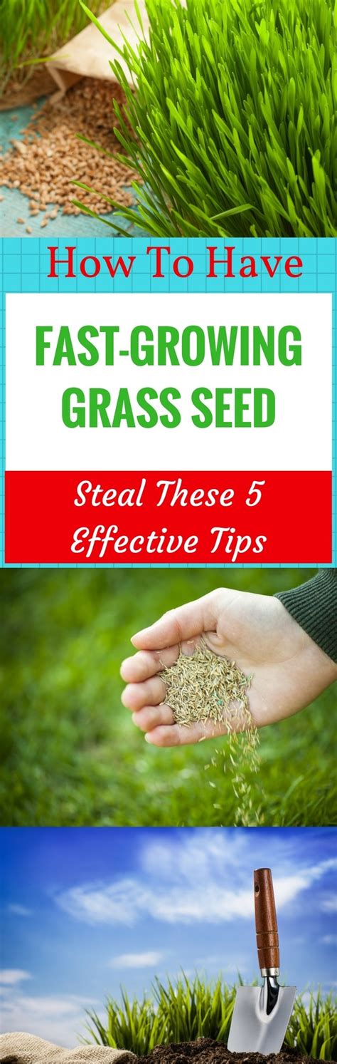 How To Have Fast-Growing Grass Seed? Steal These 5 Effective Tips!