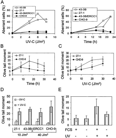 Uv C Induced Dna Breakage Is Proliferation Dependent A Frequency Of