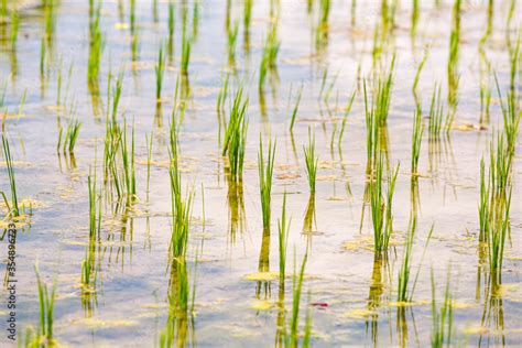 Plants De Riz En Train De Pousser Dans Une Rizi Re Stock Photo Adobe