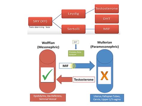 The Development And Sexual Differentiation Of The Reproductive System