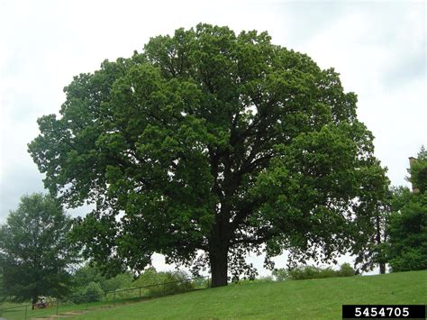 Bur Oak Quercus Macrocarpa On Bur Oak Quercus Macrocarpa 5454705