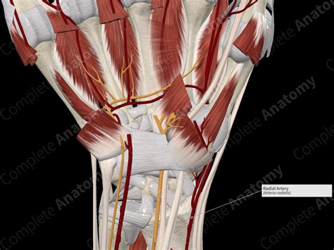 radial artery complete anatomy
