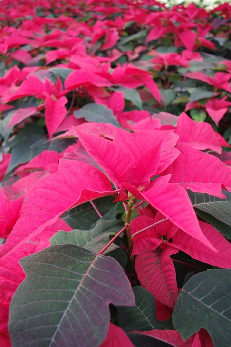 Poinsettia Native Range Flash Sales