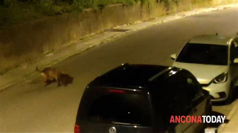 Choc Nel Quartiere Il Lupo Attacca Un Cucciolo Di Cinghiale Video