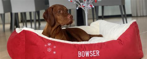 Bowsers Pet Products Holiday Collection Collections