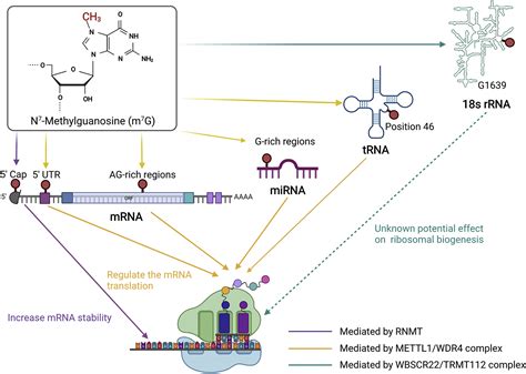 Novel Roles Of Mettl1wdr4 In Tumor Via M7g Methylation Molecular