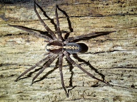 Getting To Know The Rabid Wolf Spider