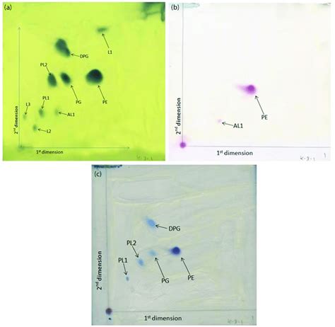 Two Dimensional Thin Layer Chromatograms Of The Polar Lipids From