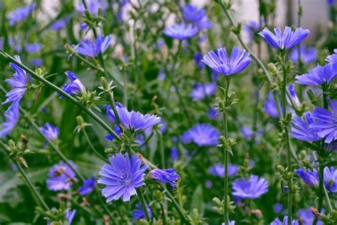 How To Grow Chicory Cichorium Intybus Gardeners Path