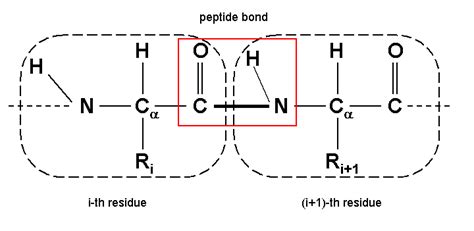 Amino Acids Peptide Bond Brain Mind Article