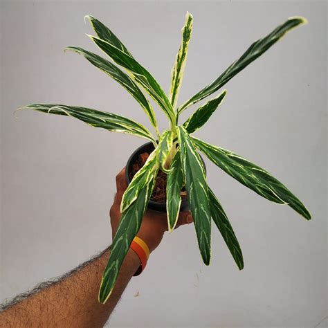 Aglaonema Bai Kaw Nursery Buy