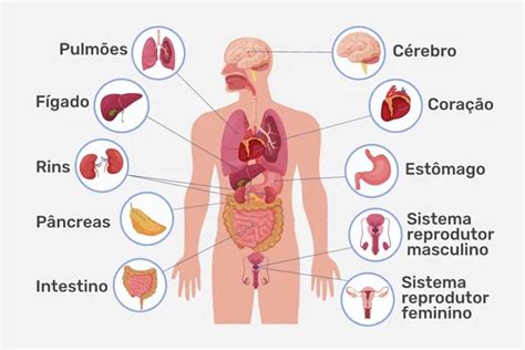 Órgãos Do Corpo Humano Quais São E Principais Funções Tua Saúde