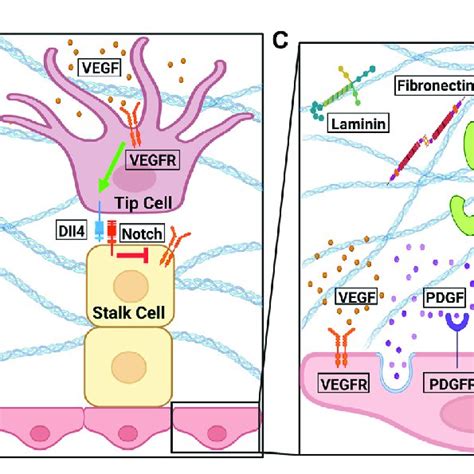 The Signaling Pathways Involved In Angiogenesis A At The Front Of A