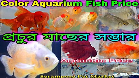 Color Aquarium Fish Price Update শ্রীরামপুর রঙিন মাছের হাট Aquarium