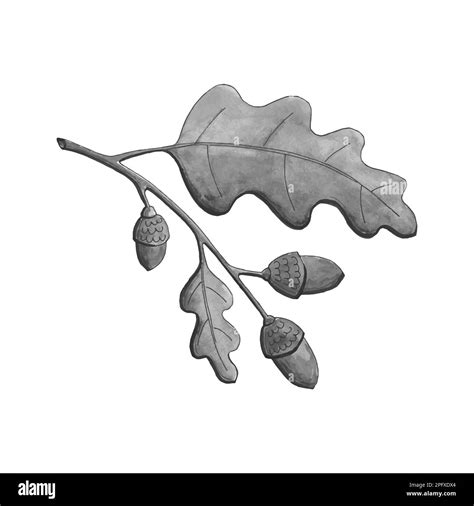 Oak Branch Watercolor Monochrome Leaves And Acorns Vector Illustration