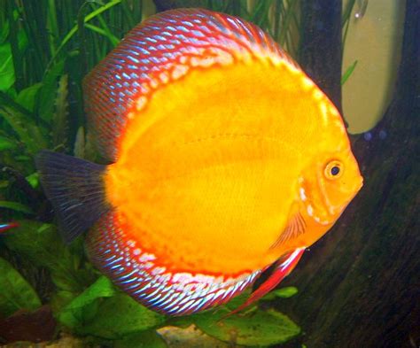 Super Yellow Marlboro Discus Symphysodon Sp Tropical Fish Keeping