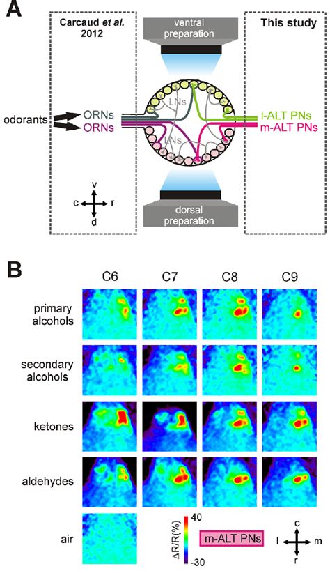 Calcium Signals From M And L ALT PNs In The AL A Schematic Drawing