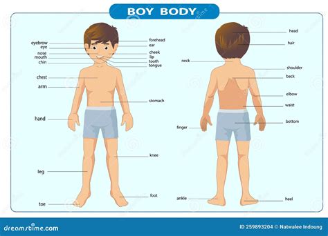 Illustration Of The Vocabulary Parts Of The Body Stock Illustration