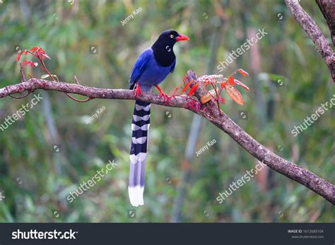 Blue magpie Images, Stock Photos & Vectors | Shutterstock