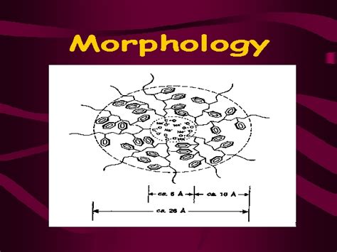 Morphology