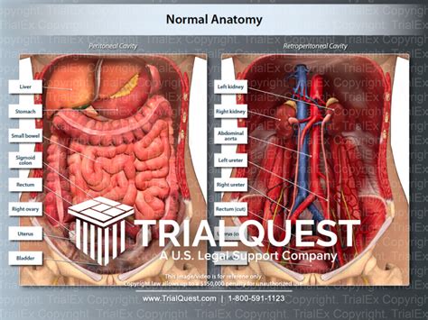 Abdominal Cavity Definition And Organs Biology Dictionary