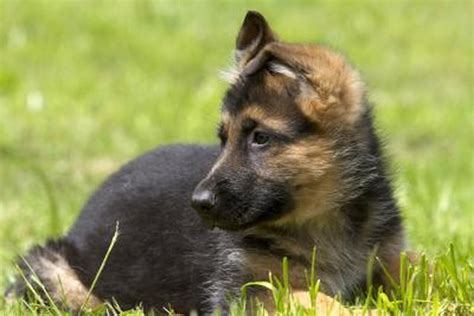 How to Find a Free German Shepherd Puppy for Adoption | Cuteness