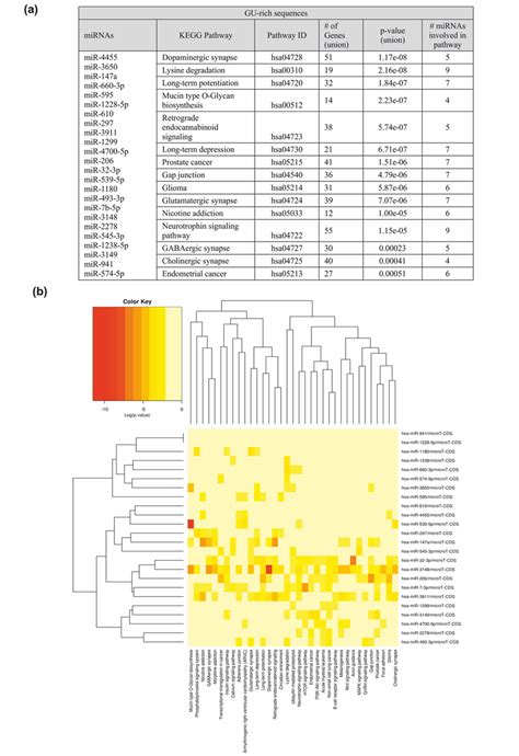 The Kegg Pathway Analysis For Gu Rich Mirnas A The Table Illustrating