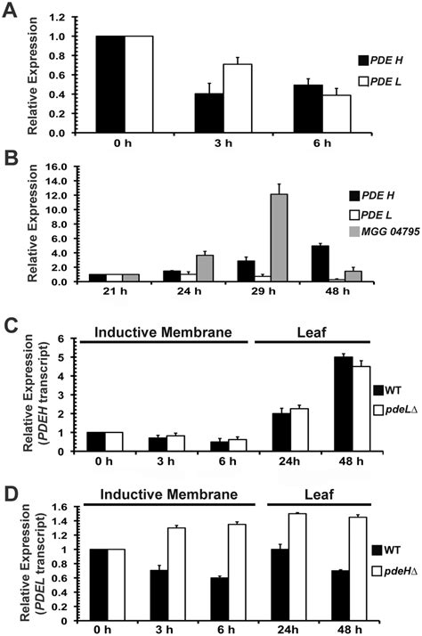 Pdeh Transcript Is Differentially Regulated During Infection Related