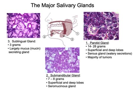 Salivary Gland Disorders And Head And Neck Malignancy Flashcards Quizlet