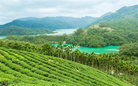 Taiwan's TEA PLANTATIONS - Always Pretty! - Taiwan Everything