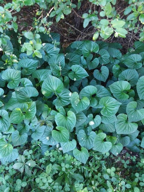 Unknown Heart Shaped Plant Walter Reeves The Georgia Gardener