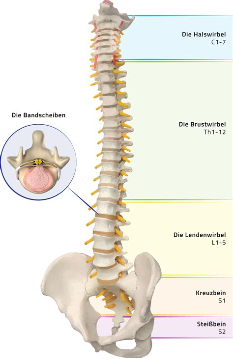 Chronischer R Ckenschmerz Zso Freiburg Ihre Knie Schulter